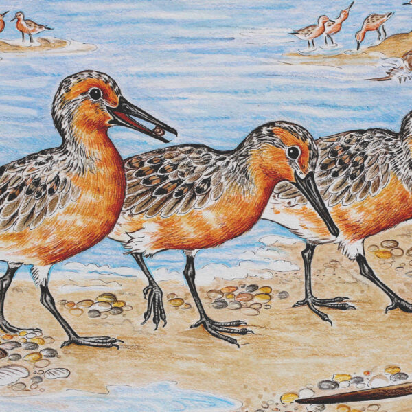 Artwork by Stephanie Przybylek